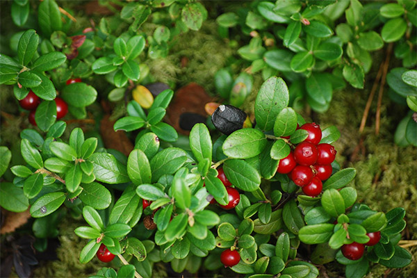 Hojas de arándano rojo en medicina popular