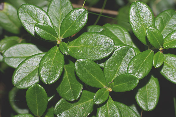 Lingonberry leaves