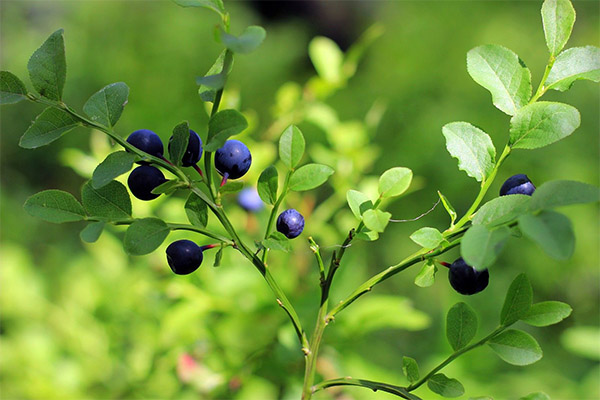 Daun Blueberry dalam perubatan rakyat