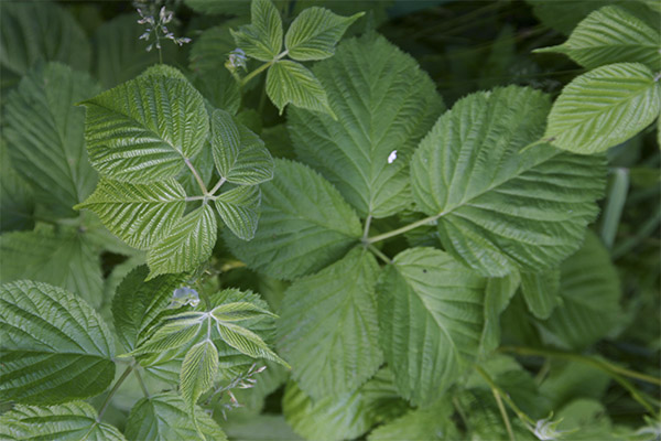 Blackberry leaves in folk medicine