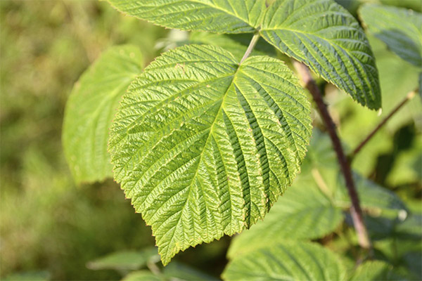 Daun raspberry dalam perubatan rakyat