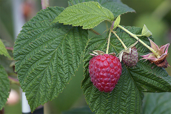 Daun raspberry