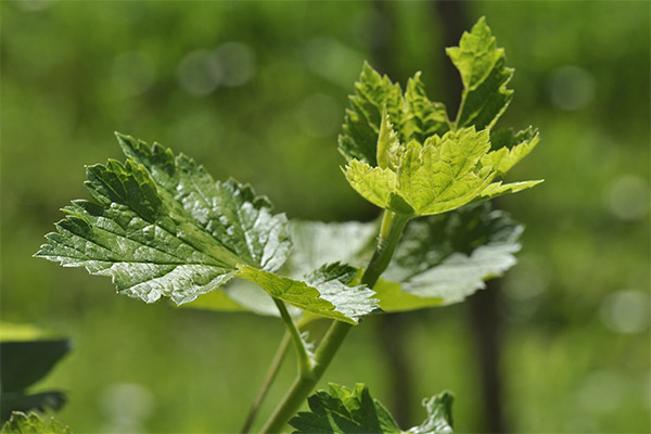 Daun currant dalam perubatan rakyat