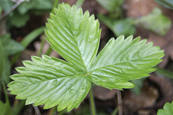 Feuilles de fraise en médecine populaire