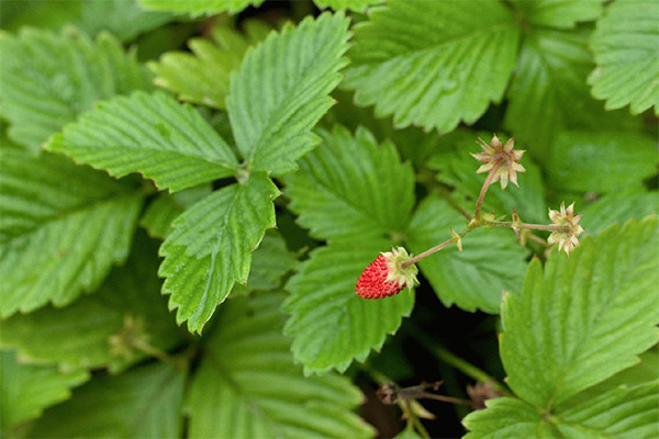 Strawberry leaves