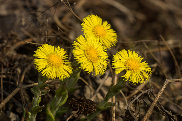 Coltsfoot i folkemedisin