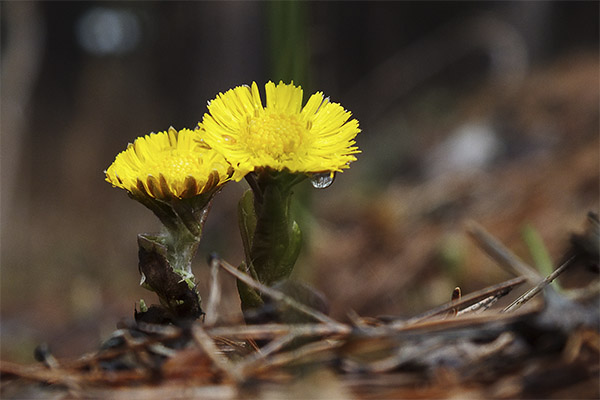 Coltsfoot