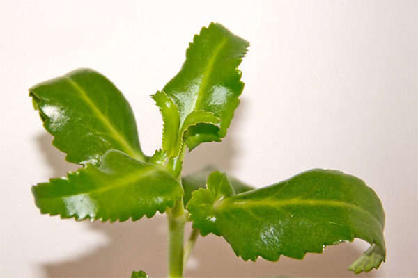 Is het mogelijk om Kalanchoë-bladeren vers te eten