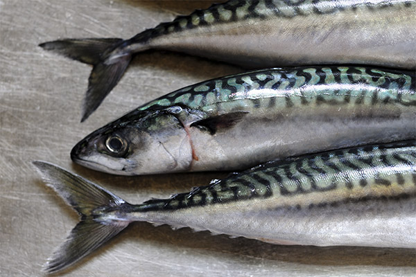 Is it possible to eat raw mackerel