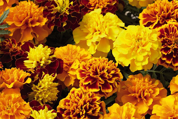 Can you give marigolds to rabbits?