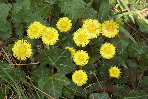 Bolehkah arnab diberi coltsfoot