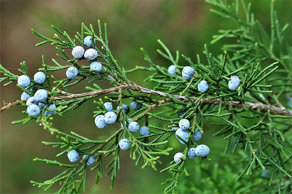 Juniper