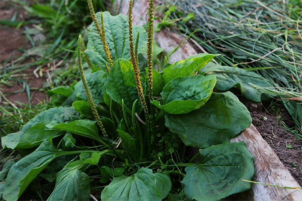 Plantain in folk medicine