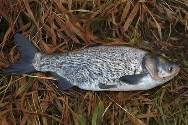 Proprietà utili della carpa d'argento