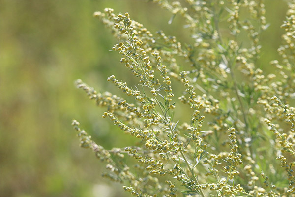 Wormwood in folk medicine