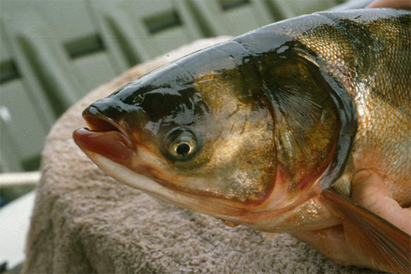 The benefits and harms of silver carp