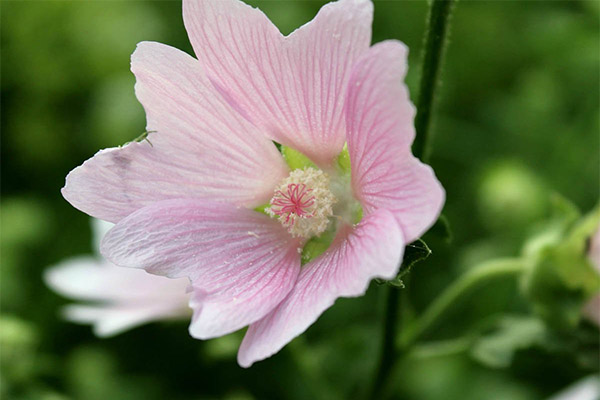 L'utilisation d'Althea en cosmétologie