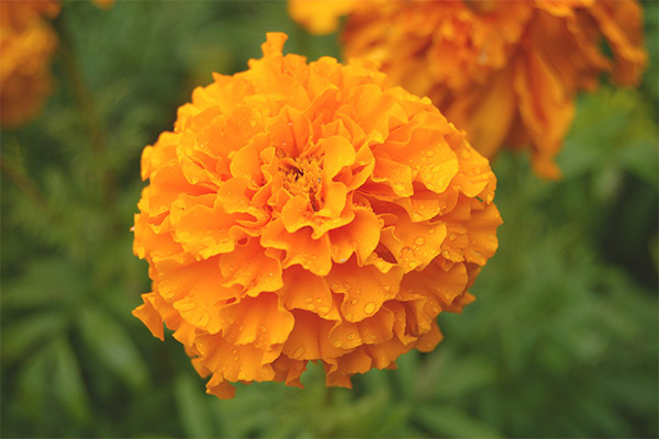 The use of marigolds in cooking