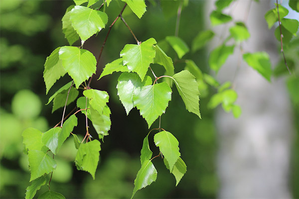 The use of birch leaves in cosmetology