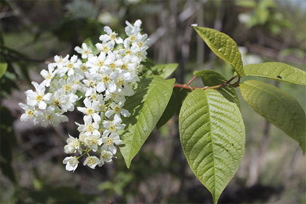 The use of bird cherry in cosmetology