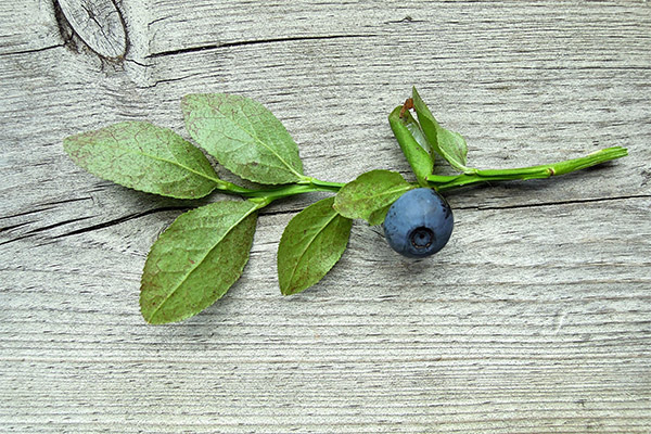 L'utilisation des feuilles de bleuet en cosmétologie