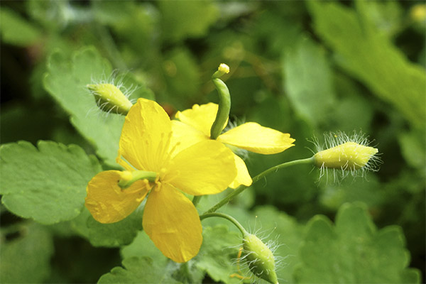 Việc sử dụng celandine trong thẩm mỹ