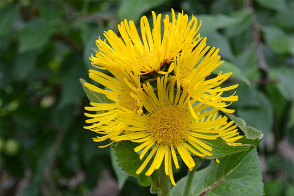 การใช้ elecampane ในเครื่องสำอางค์