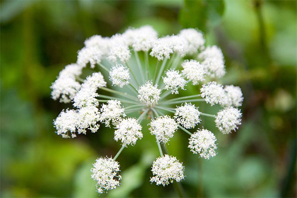 The use of angelica in cosmetology