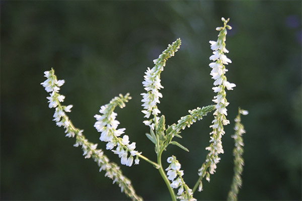 Application of sweet clover in cosmetology