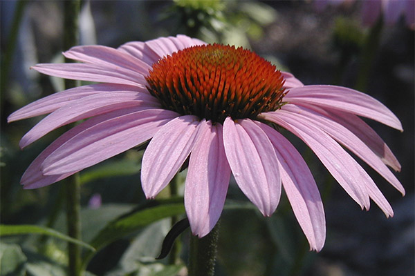 The use of echinacea in cosmetology