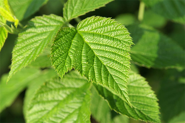 Penggunaan daun raspberry dalam kosmetologi