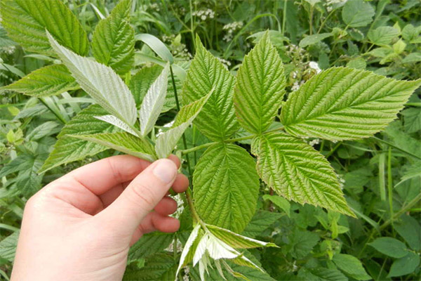 Penggunaan daun raspberry dalam memasak