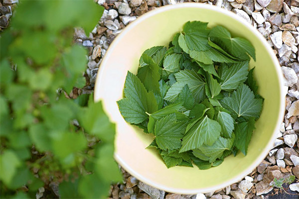 L'utilisation des feuilles de cassis en cosmétologie