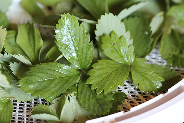 L'utilisation de feuilles de fraises des bois en cosmétologie