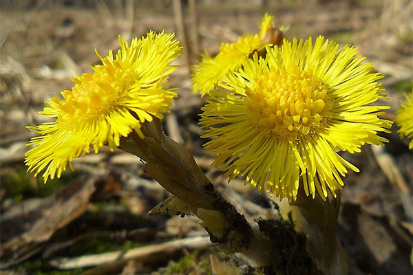 Användningen av coltsfoot i kosmetologi