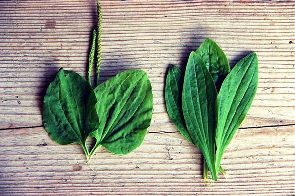 Anvendelse af plantain i kosmetologi