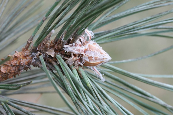 Die Verwendung von Kiefernknospen in der Kosmetologie