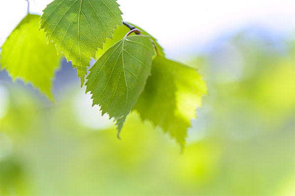 Contre-indications à l'utilisation des feuilles de bouleau