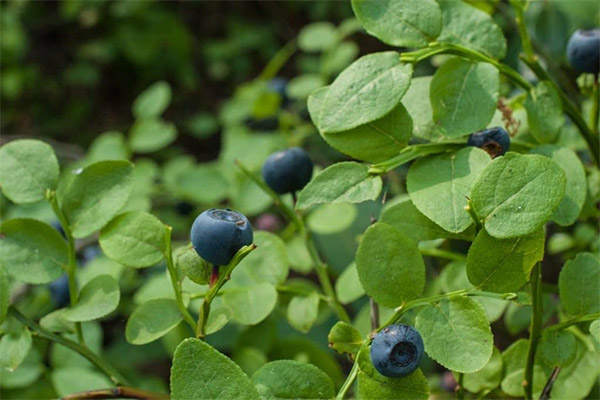 Contre-indications à l'utilisation des feuilles de bleuet