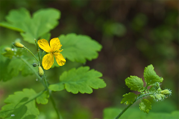 Kontraindikasi terhadap penggunaan celandine