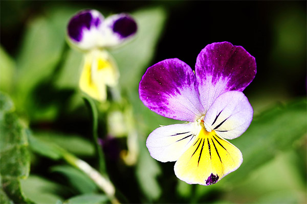 Contra-indicações ao uso de violetas tricolores