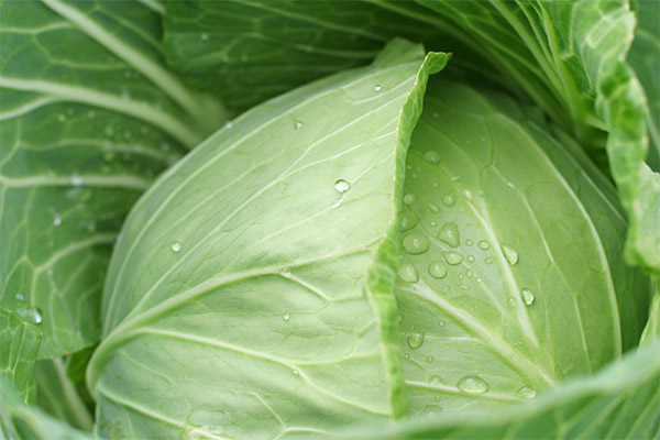 Contraindications to the use of cabbage leaf