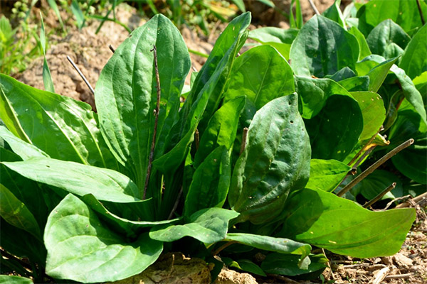 Contra-indicações para o uso de banana