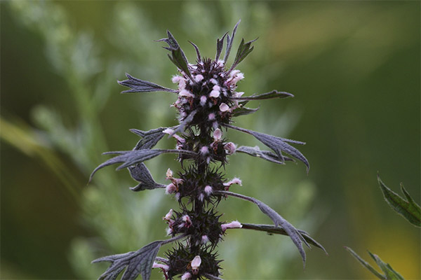 ข้อห้ามในการใช้ motherwort