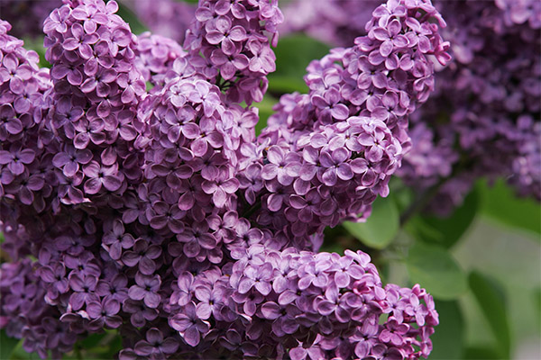 Chống chỉ định với việc sử dụng lilacs