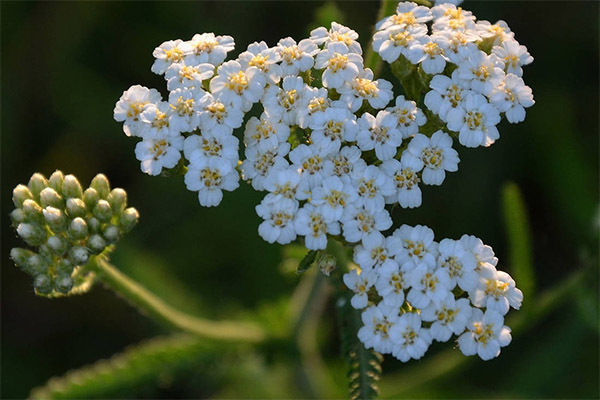 Contra-indicações Yarrow