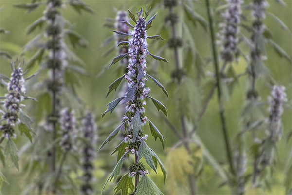 Motherwort dalam perubatan rakyat