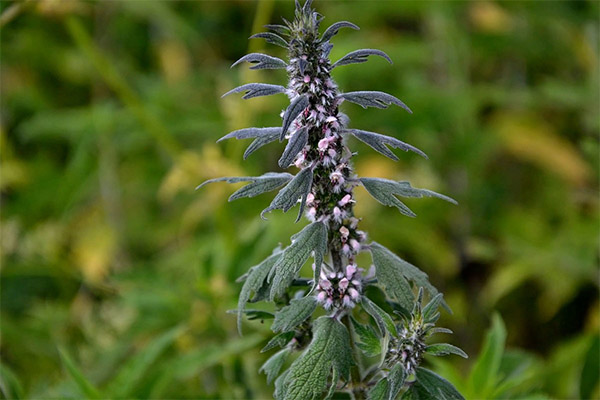 motherwort