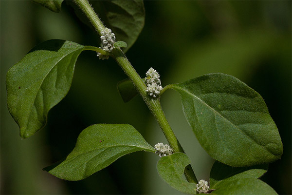 Woolly Erva in folk medicine