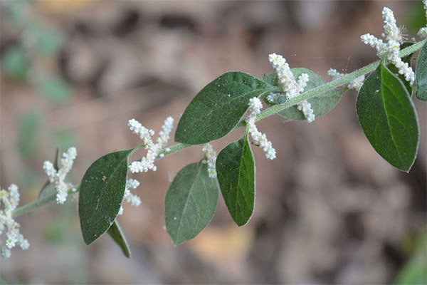 Erva lanosa